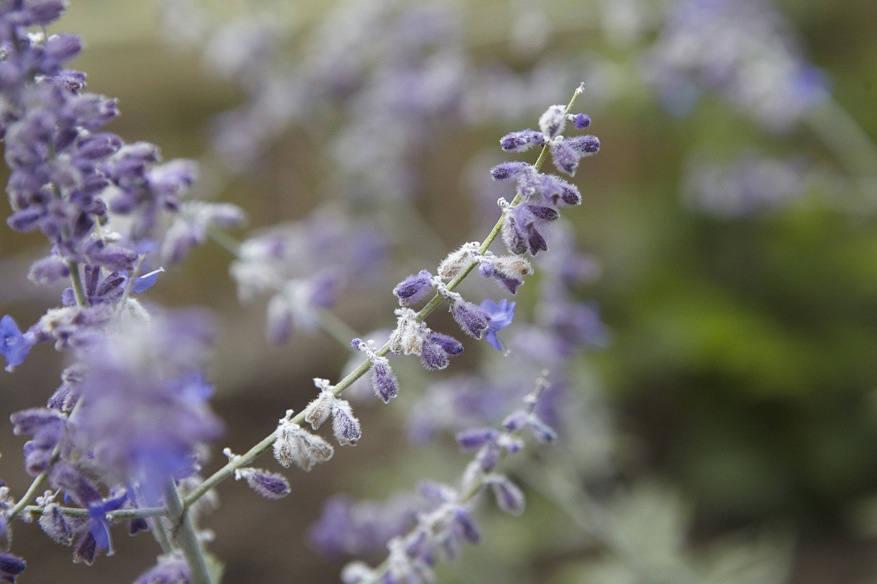 lavender purple lavender flowers free photo