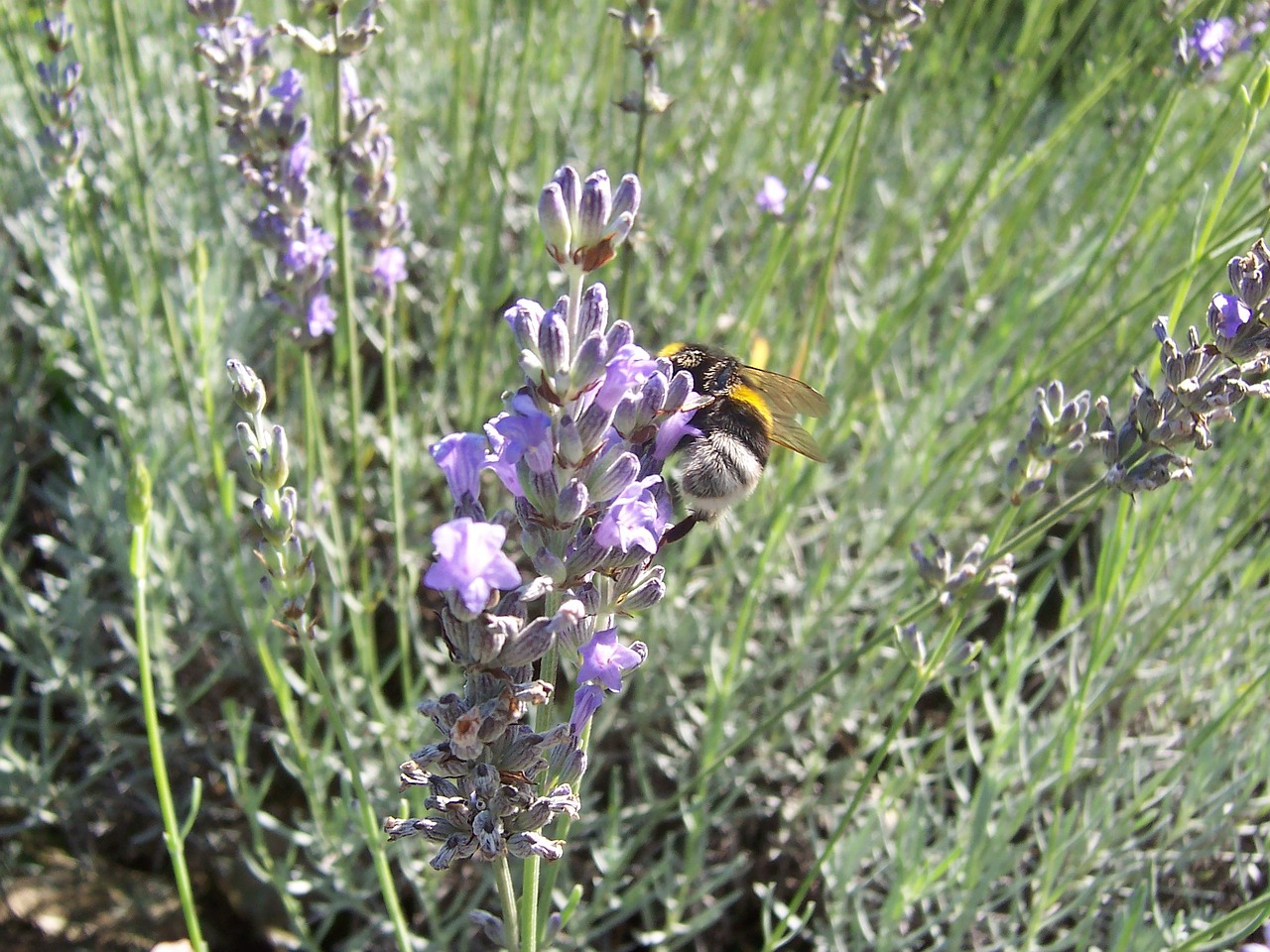lavender bourdon forage free photo