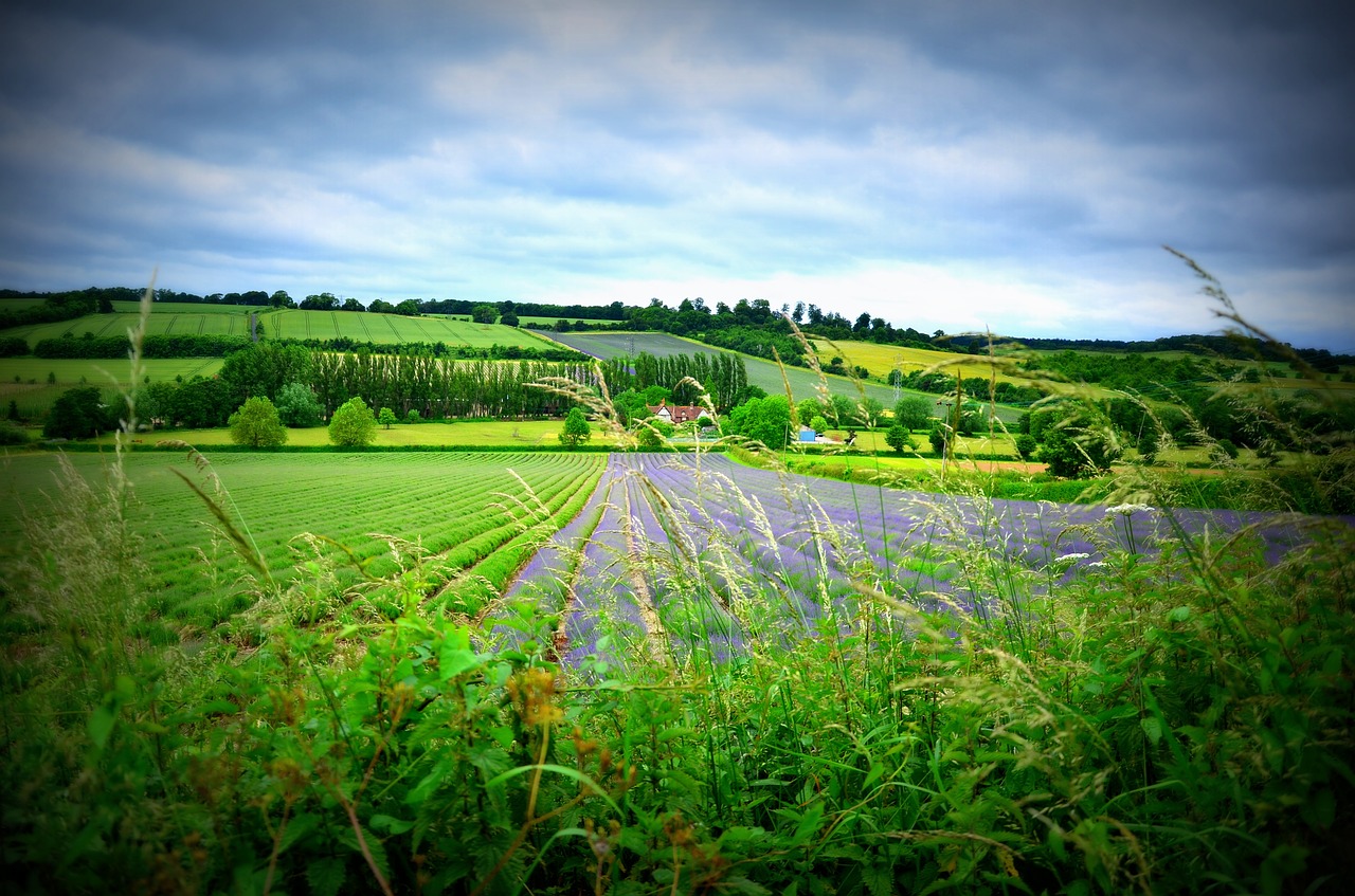 lavender farm field free photo