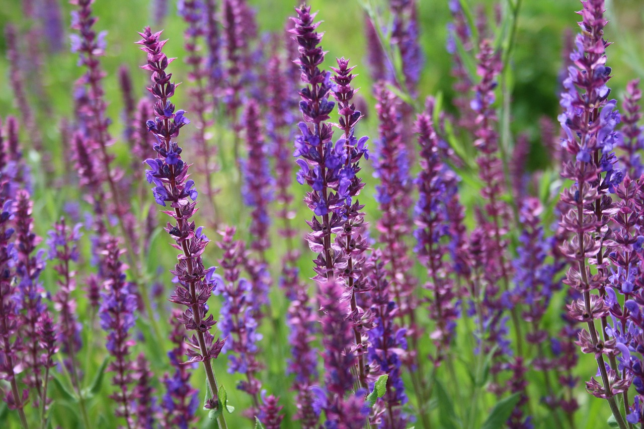 lavender nature flowers free photo