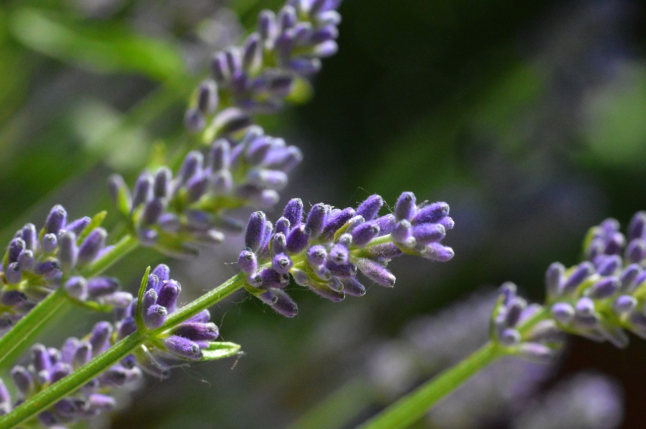 lavender flower purple free photo