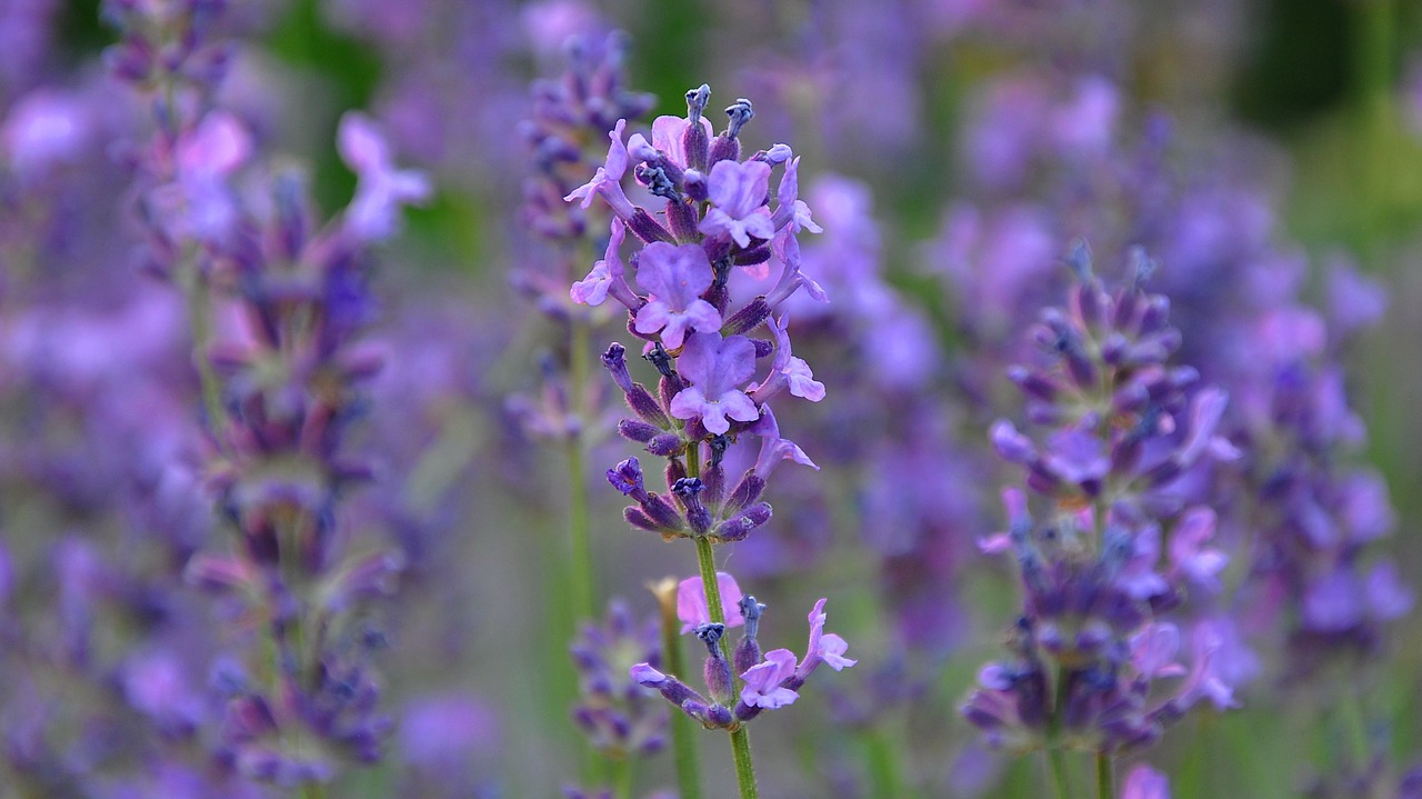 lavender blue summer free photo