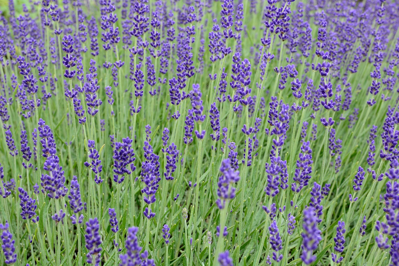 lavender blossom bloom free photo