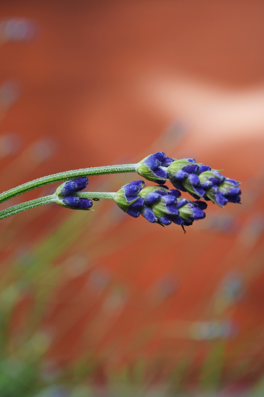 lavender purple brown free photo