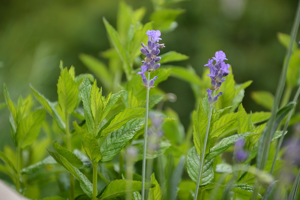 lavender mint purple free photo