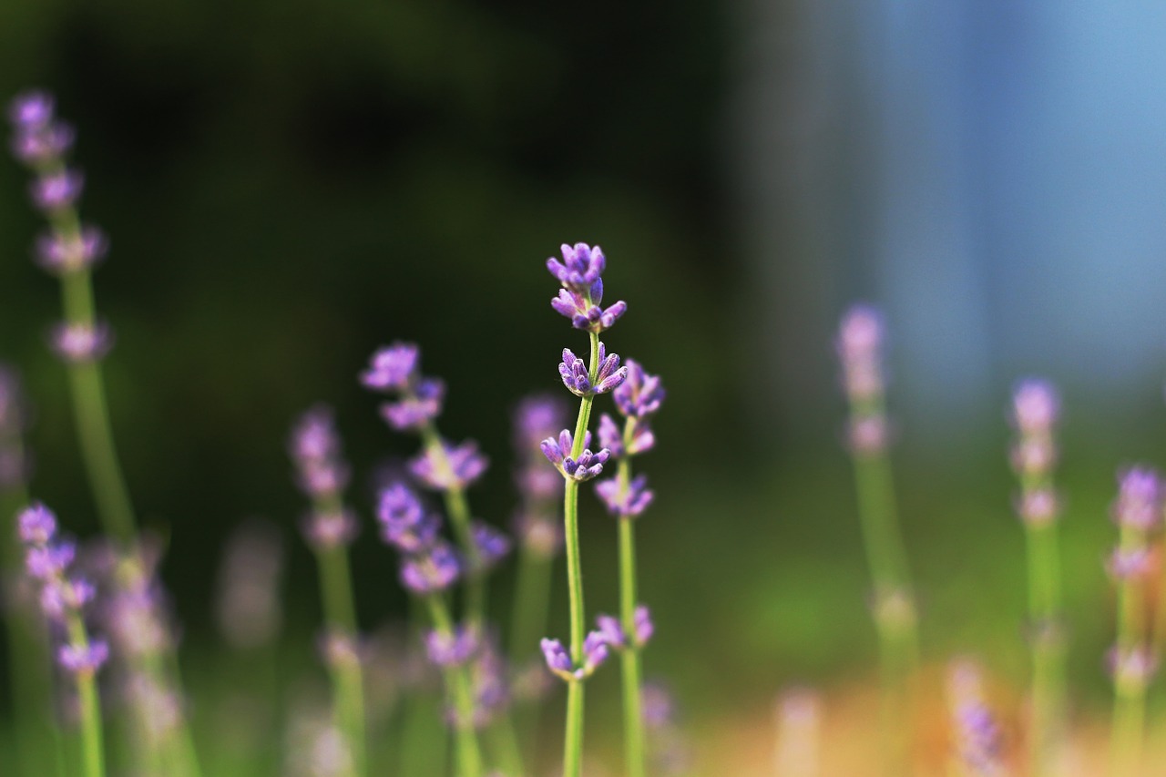 lavender plant meadow free photo