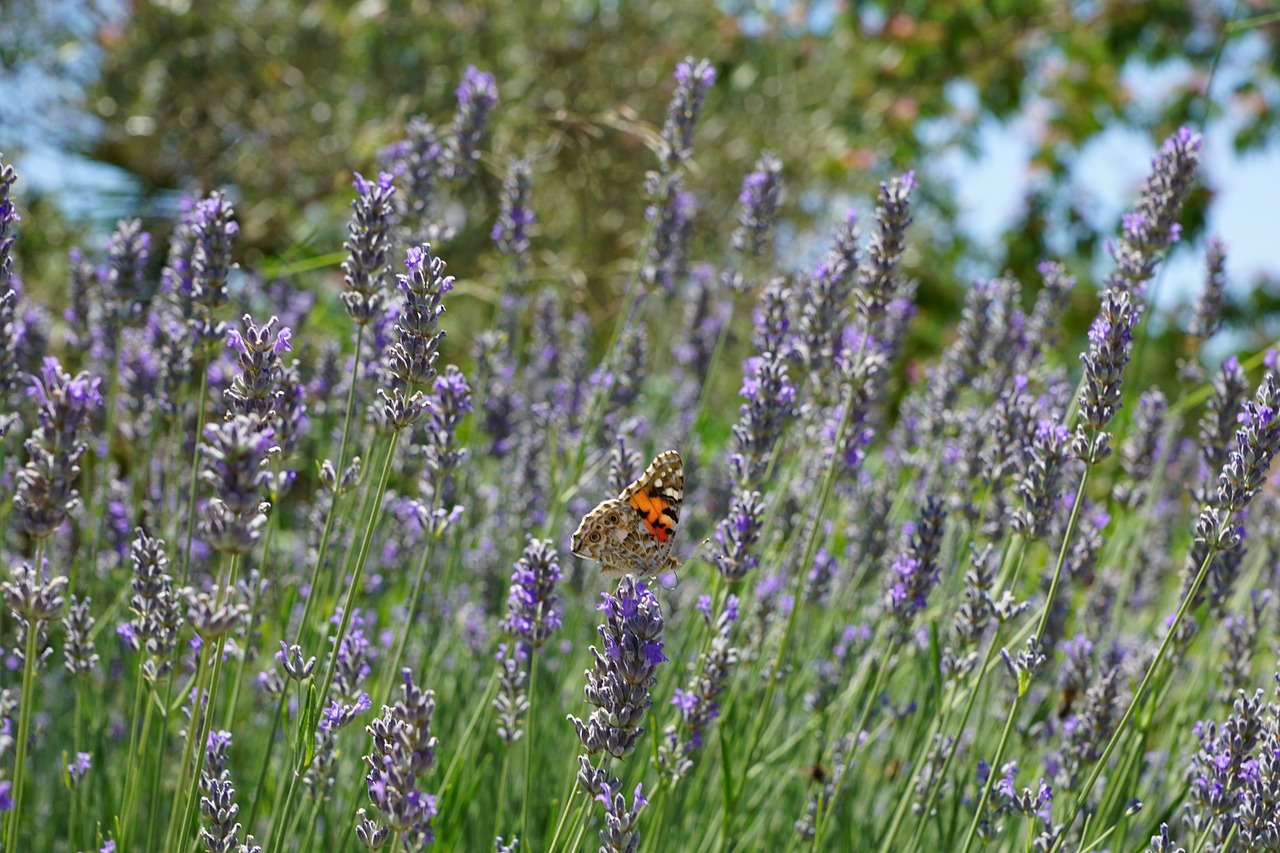 lavender butterfly plant free photo