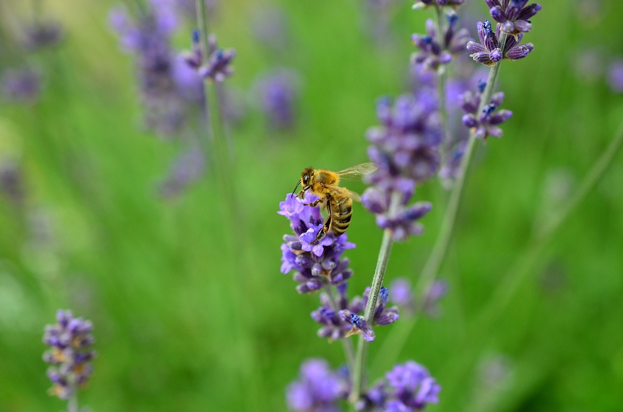 lavender bee insect free photo