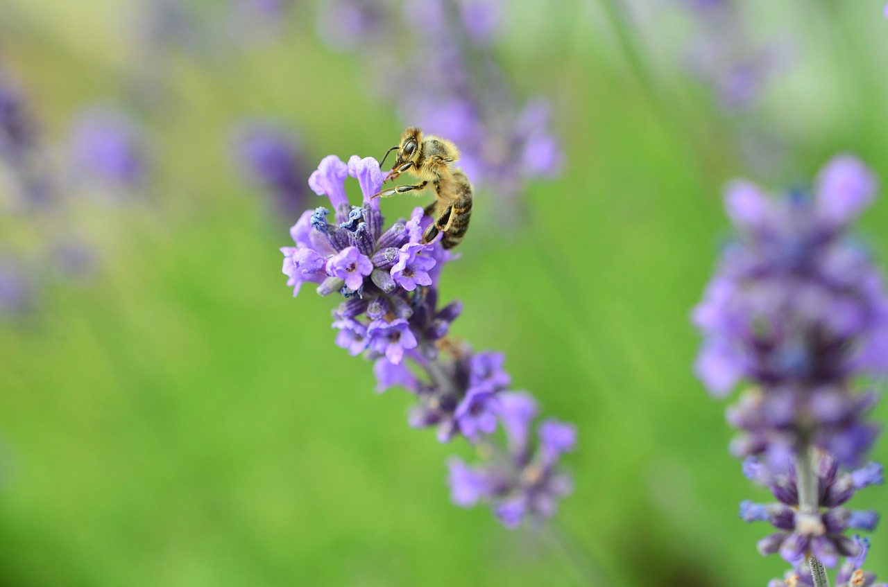 lavender bee violet free photo