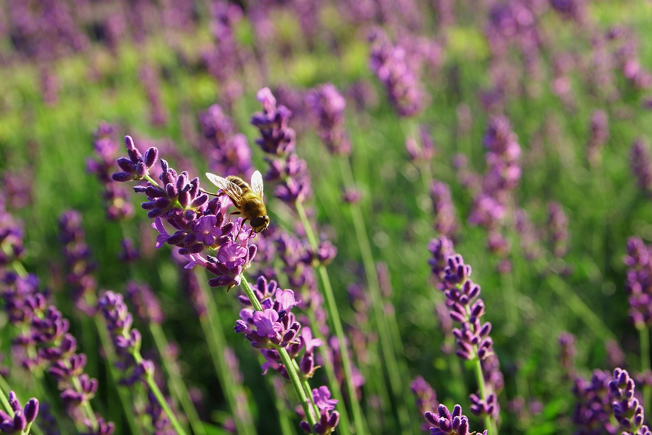 lavender bee bloom free photo