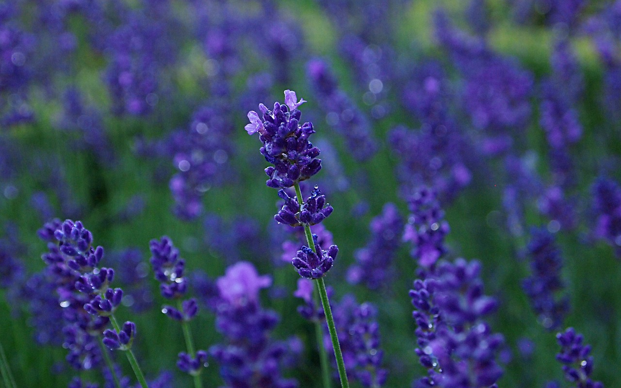 lavender rain blue purple flower free photo