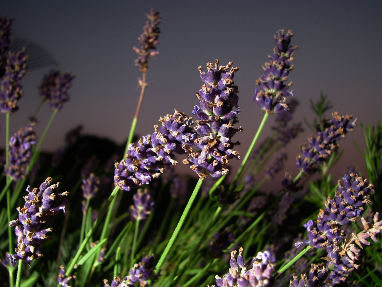 lavender flower close free photo