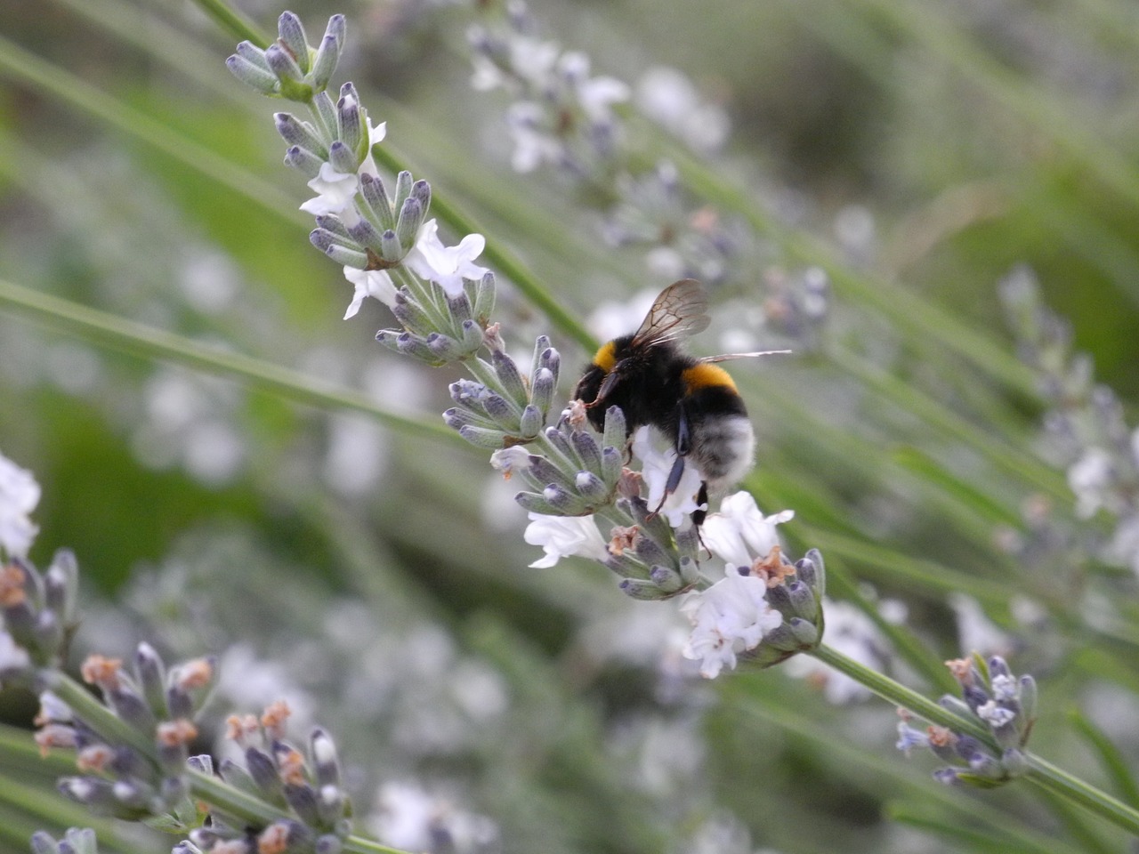 lavender bumble-bee insect free photo