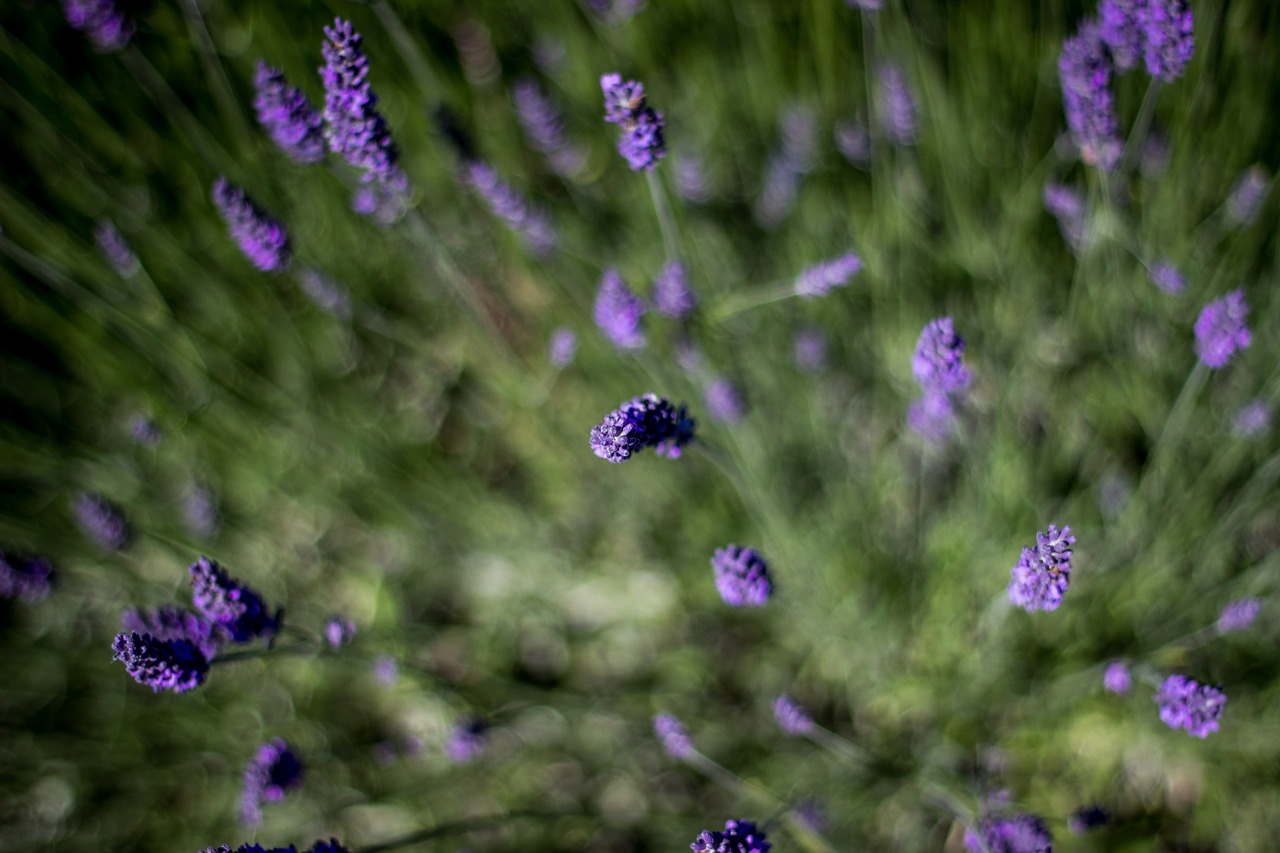 lavender macro focus free photo