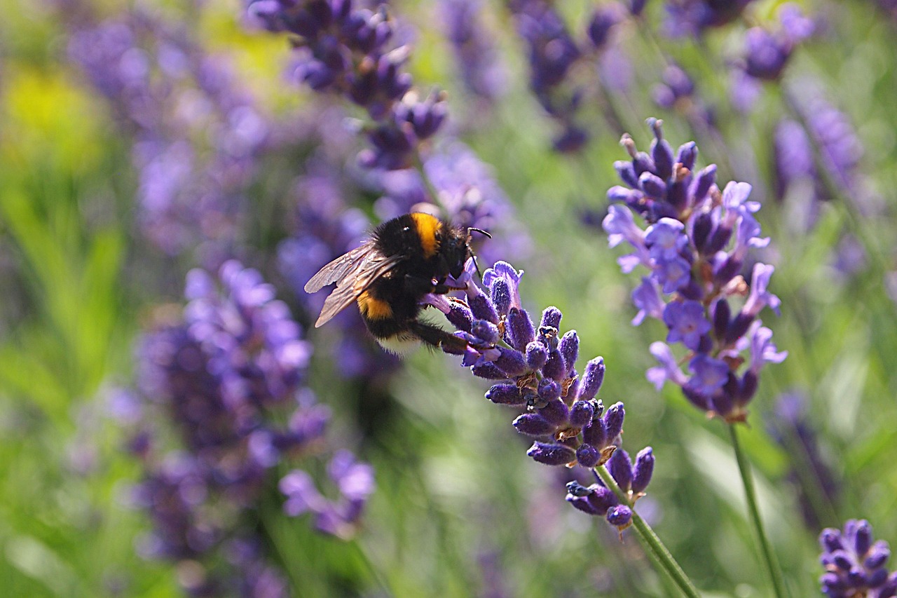 lavender bumblebee bug free photo