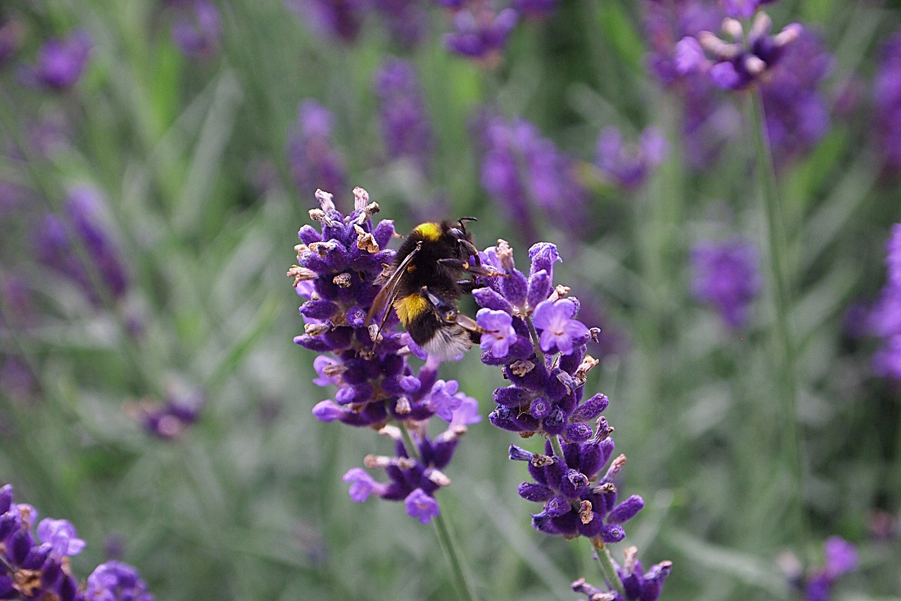 lavender bumblebee bug free photo
