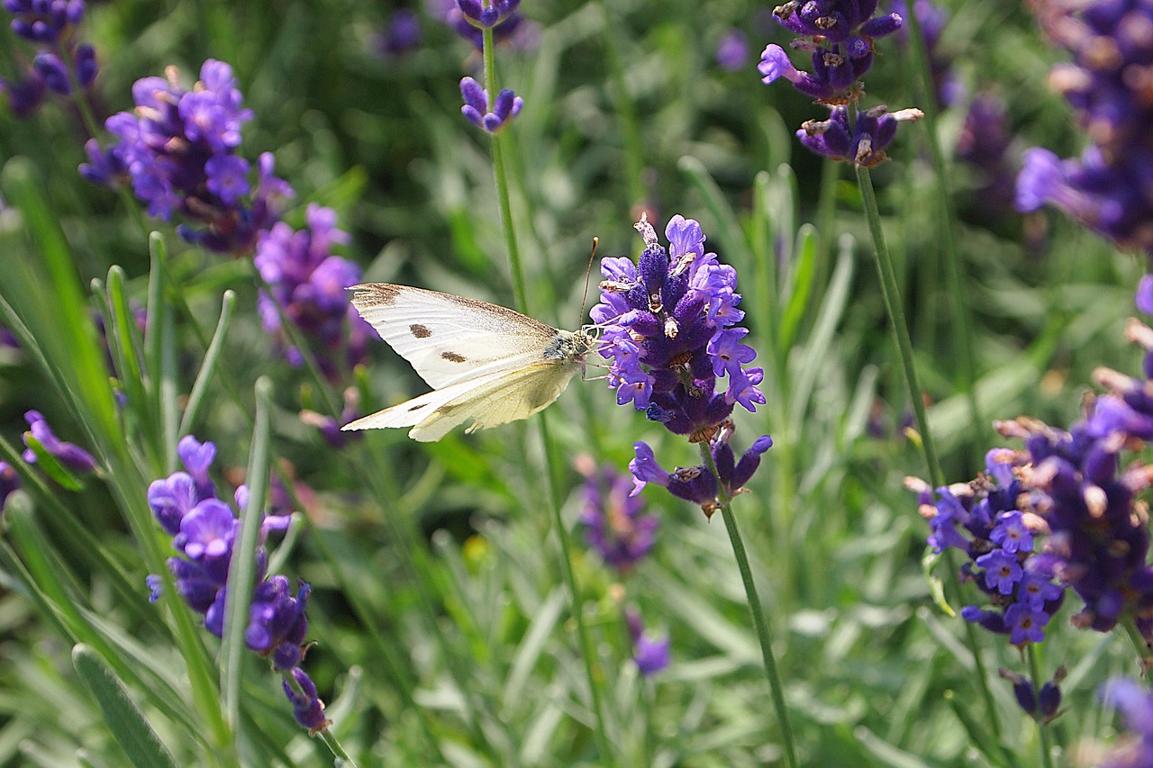 lavender brimstone purple flower free photo