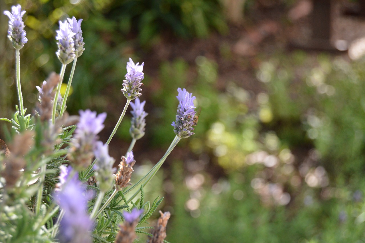 lavender garden nature free photo