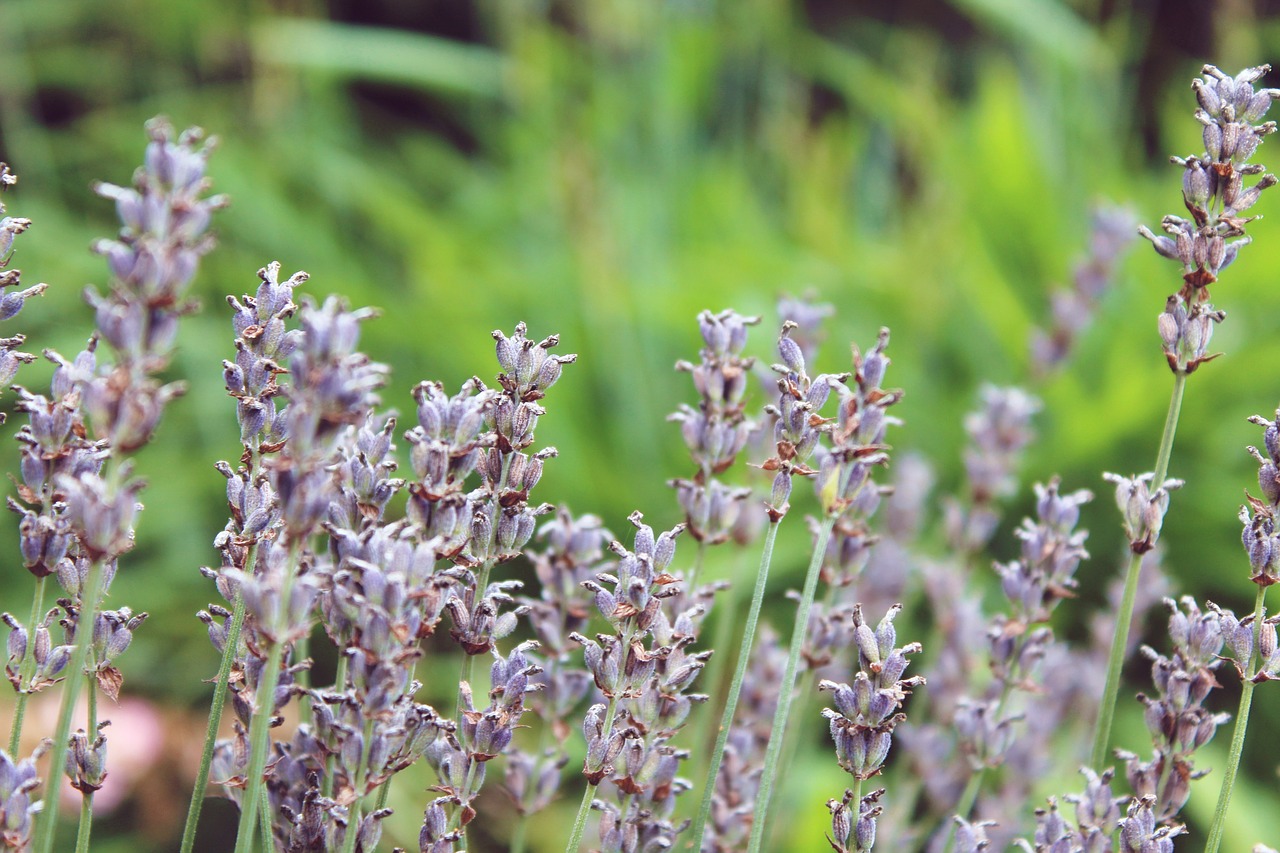 lavender plant nature free photo