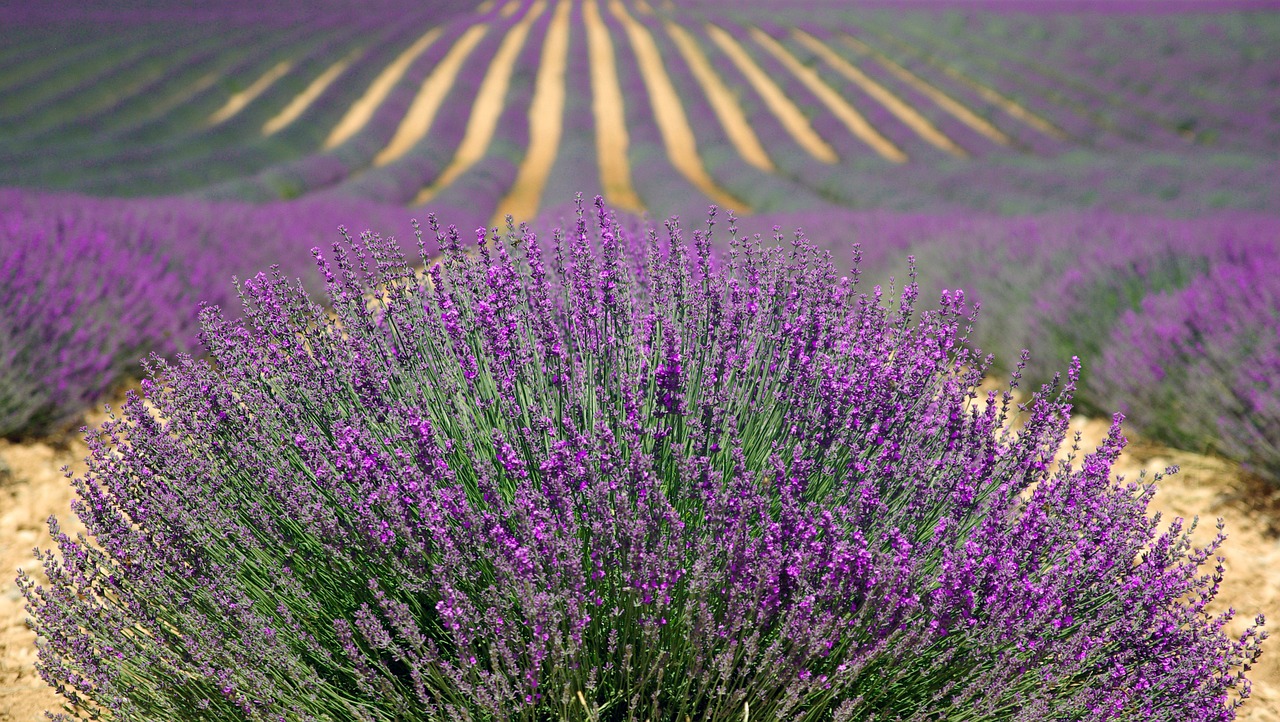 lavender lavender field french lavender free photo
