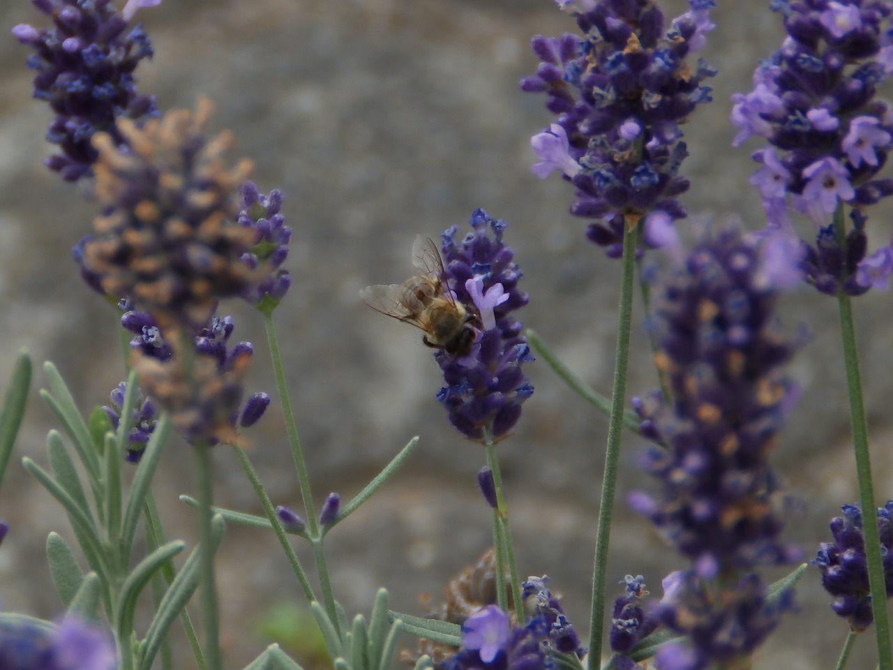 lavender lavender flowers flowers free photo