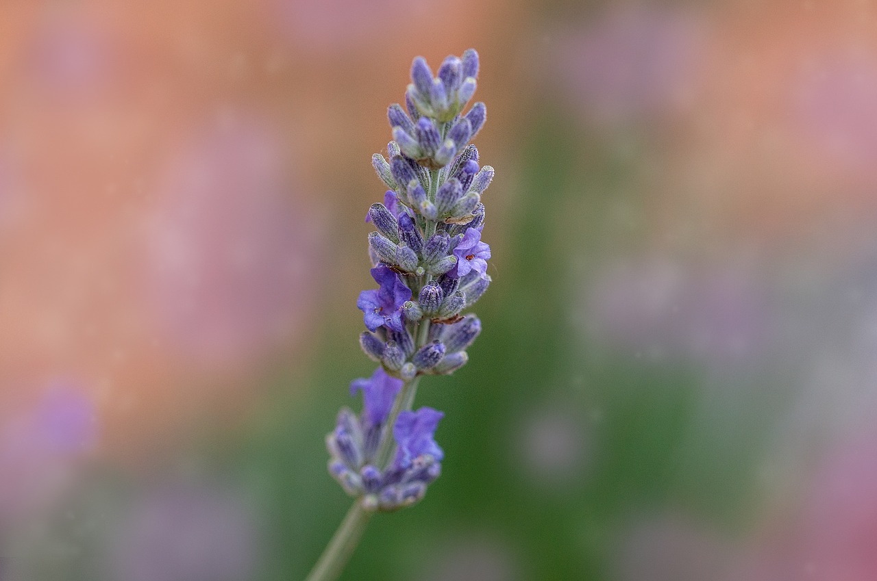 lavender blossom bloom free photo