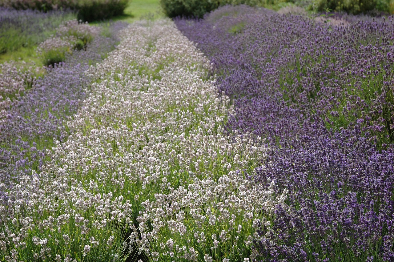 lavender yorkshire purple free photo