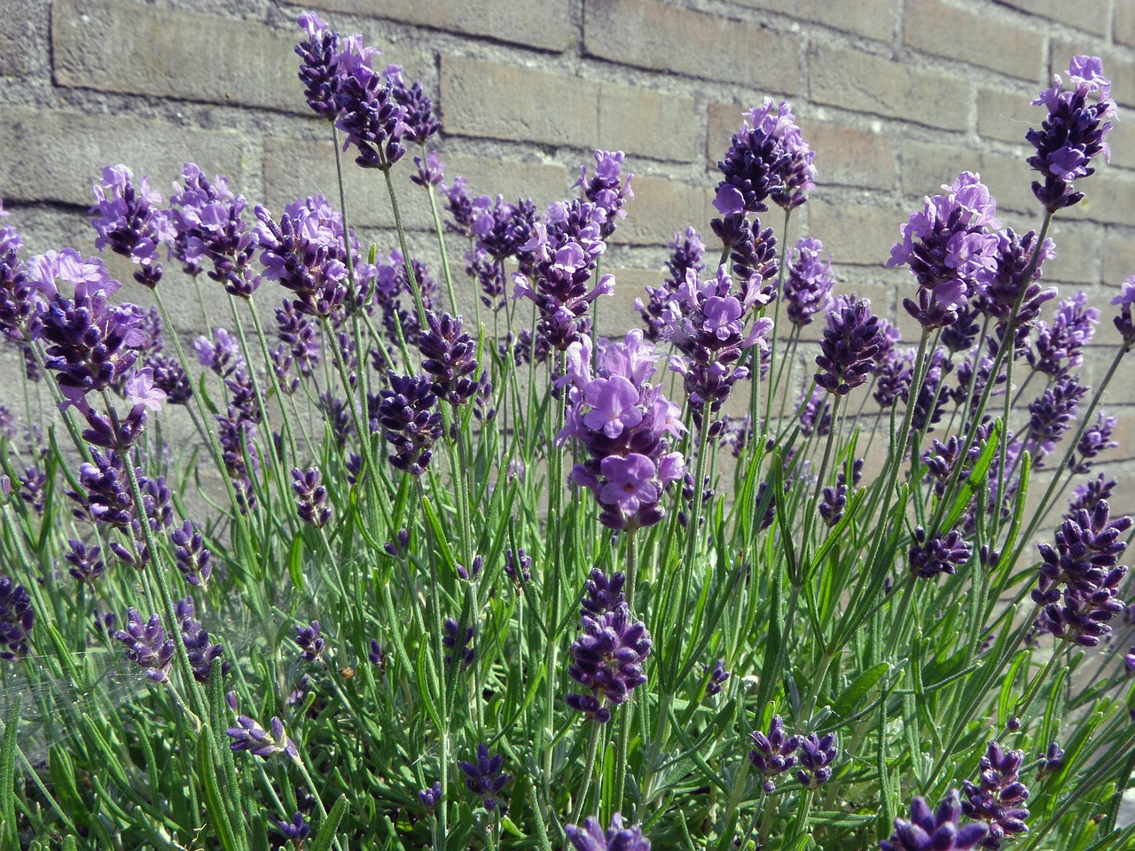 lavender wall purple free photo