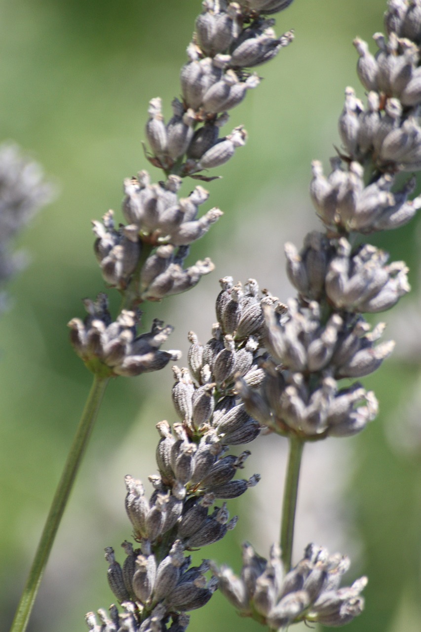 lavender flower macro free photo