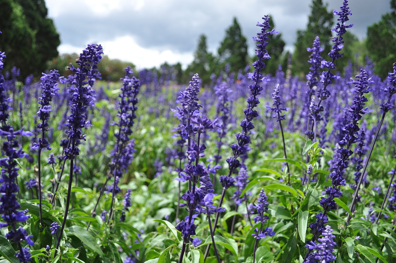 lavender wildflower field free photo