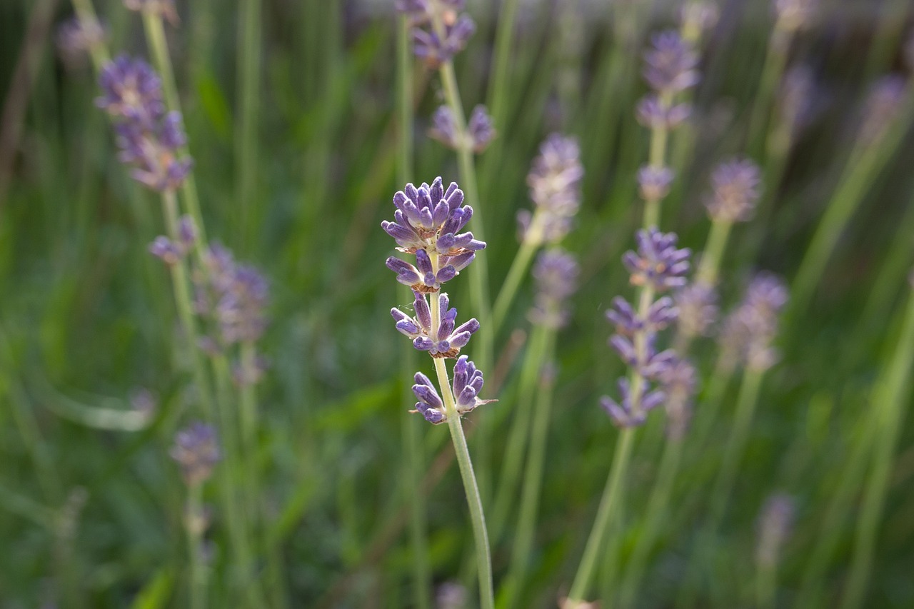 lavender plant purple free photo