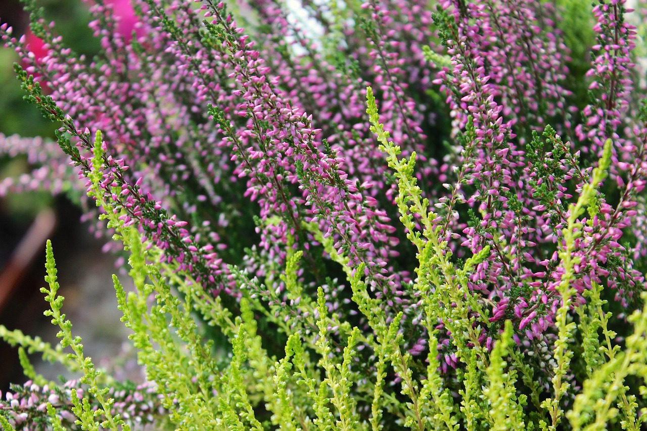 lavender flower green free photo
