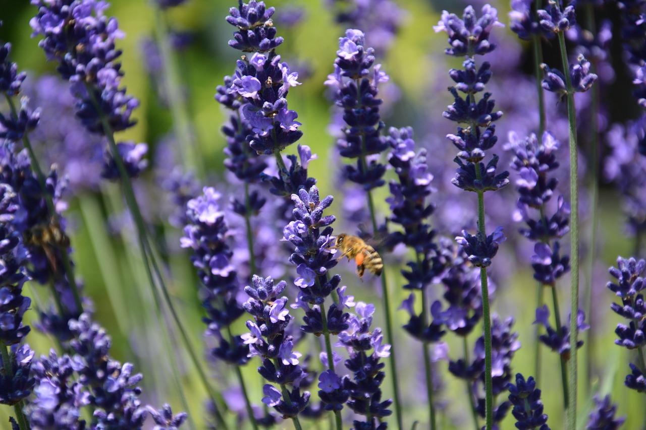 lavender bee saws free photo