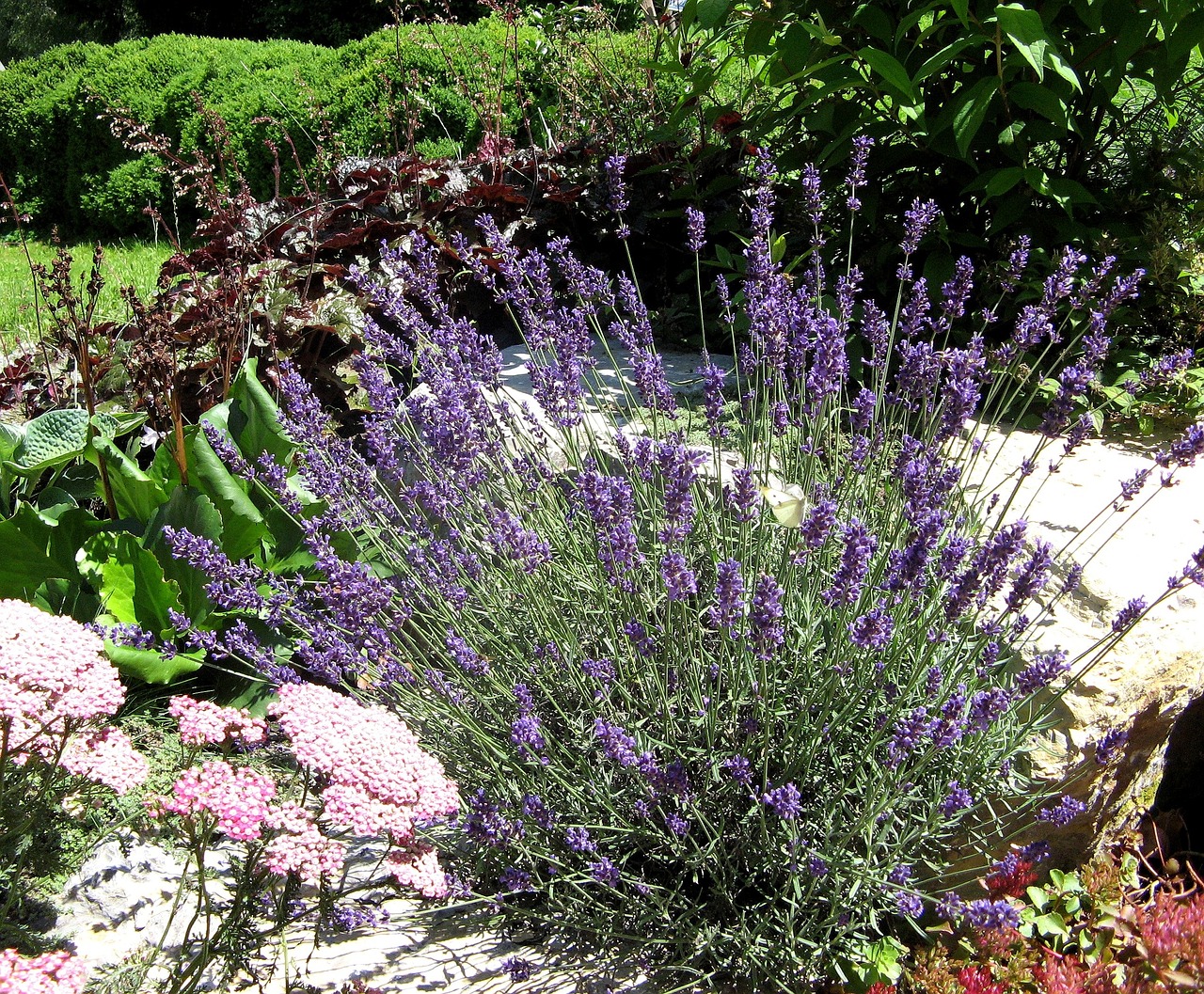 lavender plant fragrance free photo
