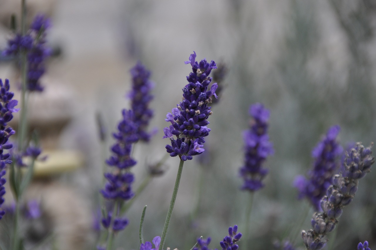 lavender blossom bloom free photo