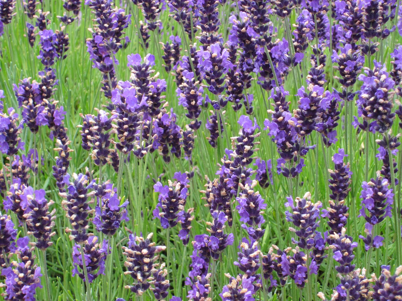 lavender purple lavender bunch free photo