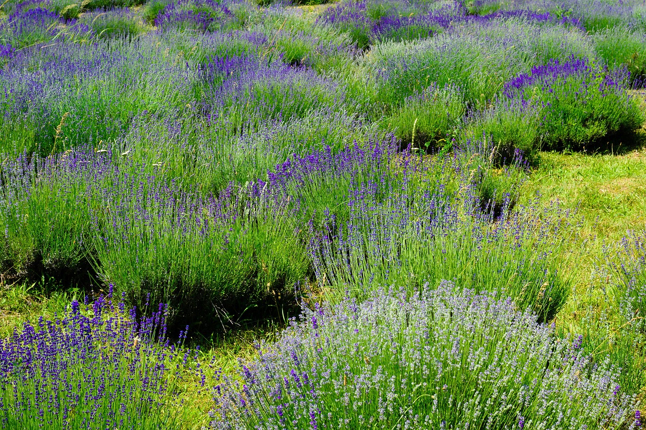 lavender nature flower free photo