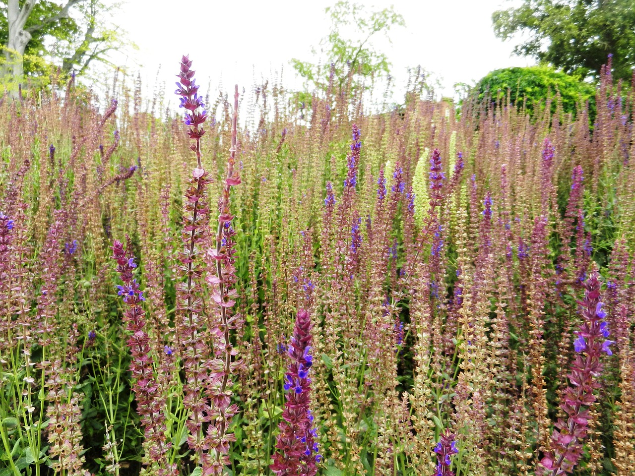 lavender field field of lavender free photo