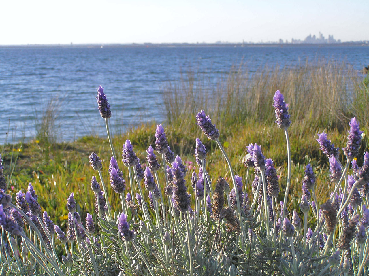 lavender plant ocean free photo