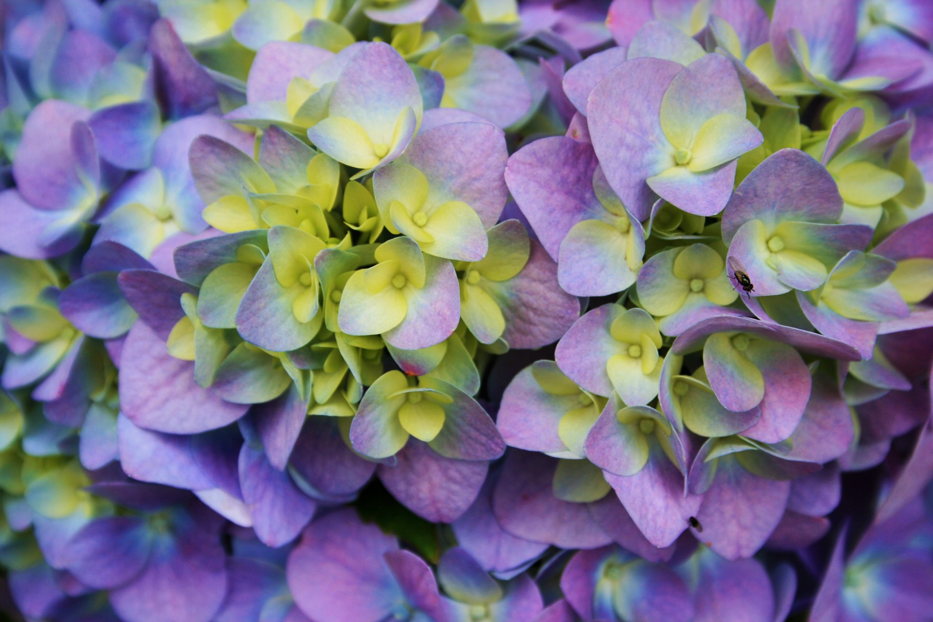 flower florets hydrangea free photo