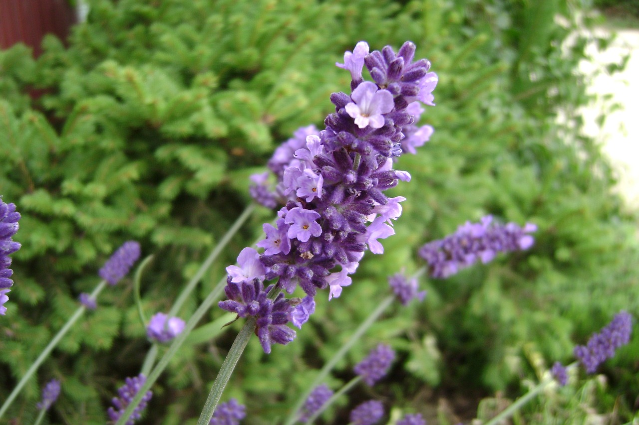 lavender aromatico blue summer lavender flowers free photo