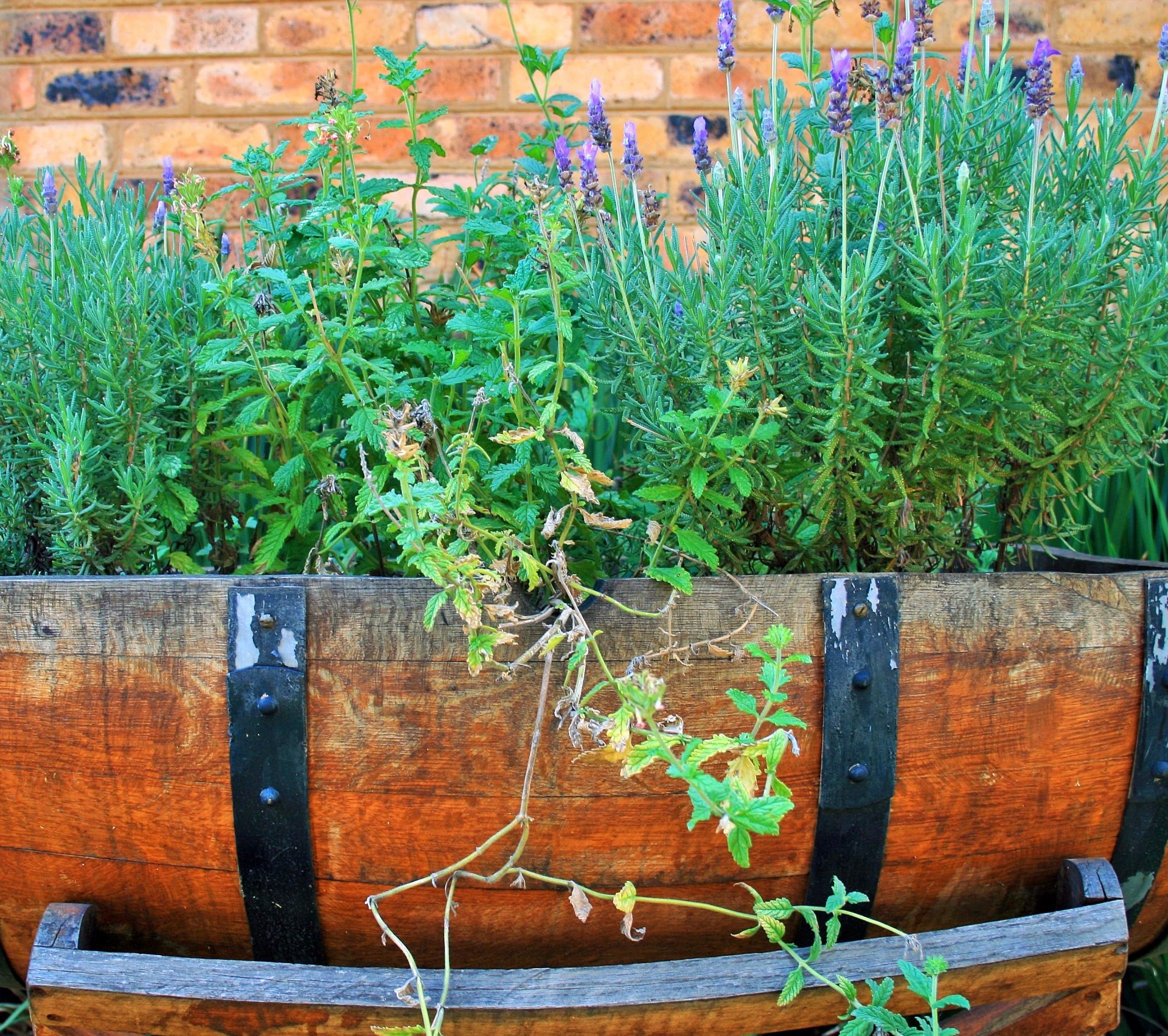 barrel wood herbs free photo