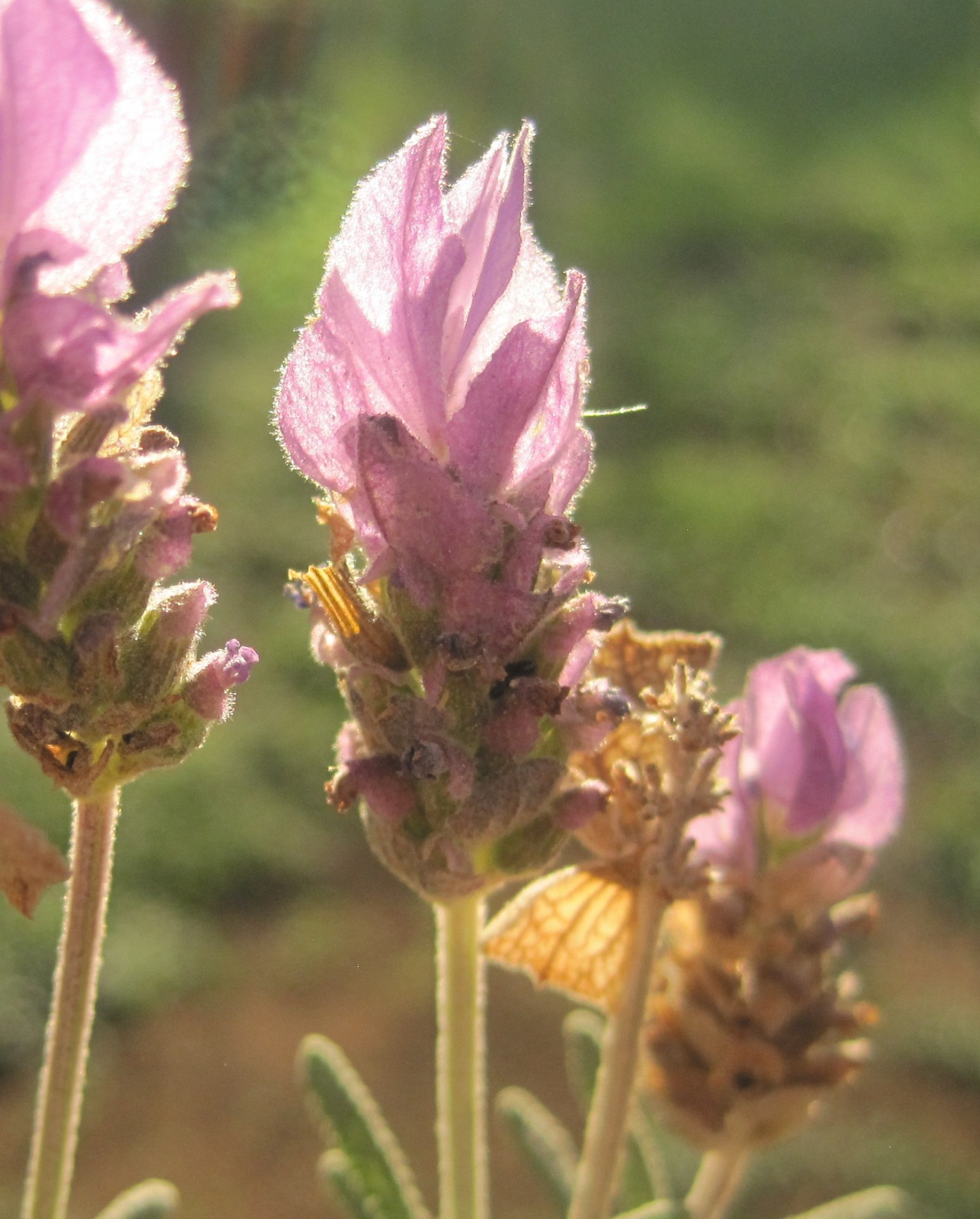 flowers herb lavender free photo