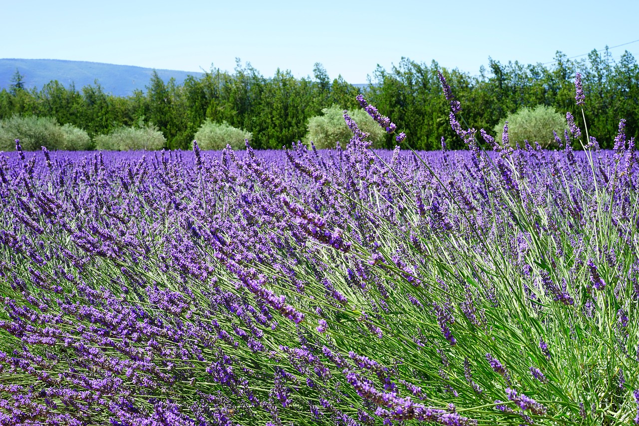 lavender blossom lavender lavender field free photo