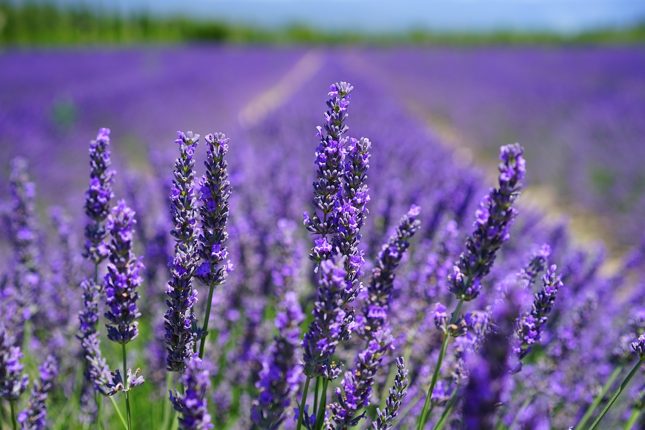 lavender blossom lilac blue lavender field free photo