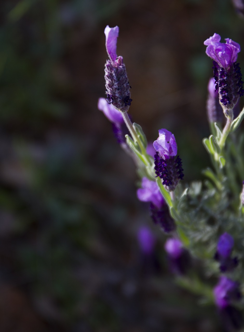 lavender buds lavender flowers free photo
