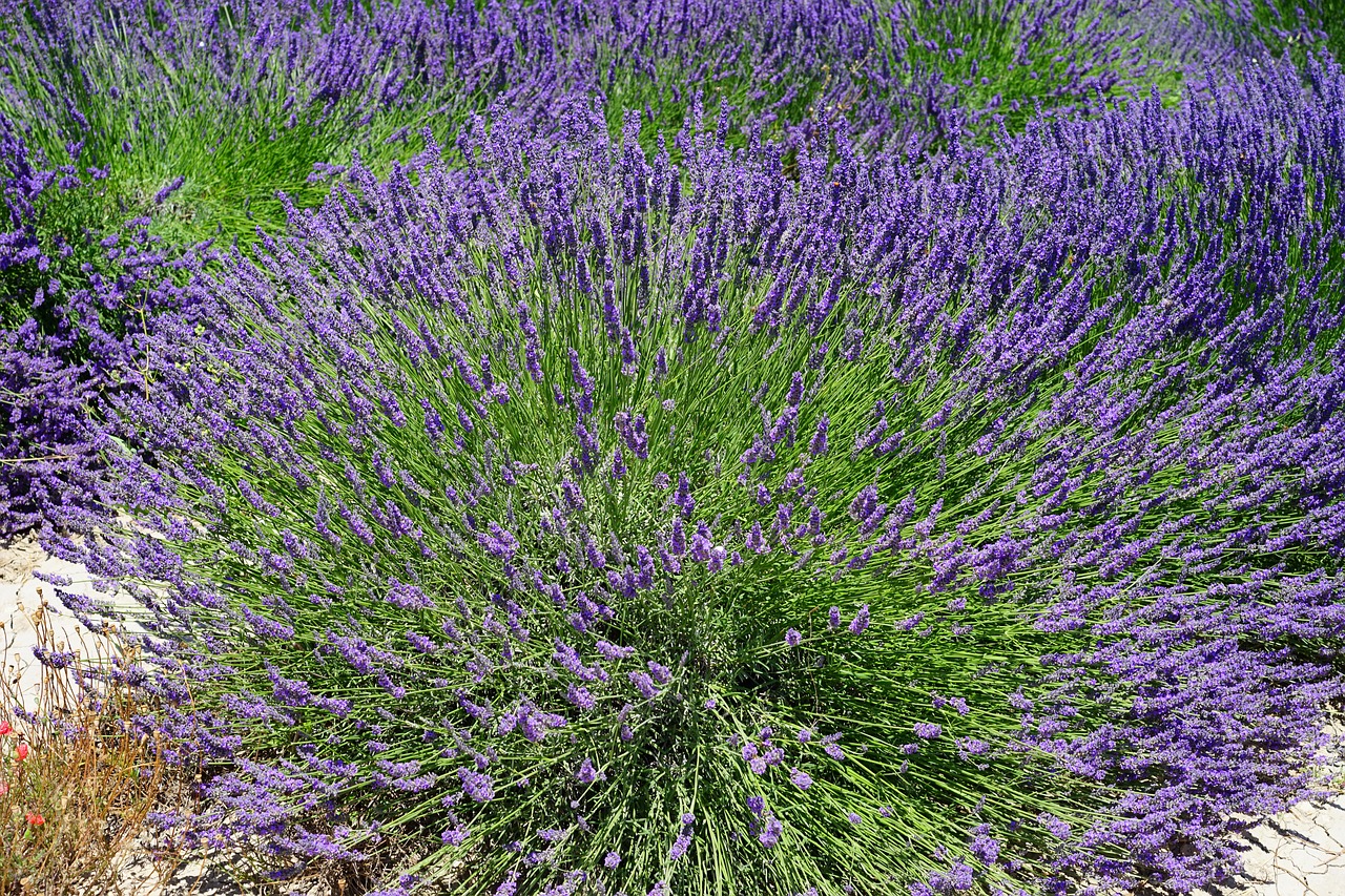 lavender bush lavender flowers flowers free photo