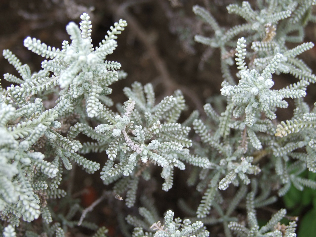 lavender cotton herb spices free photo