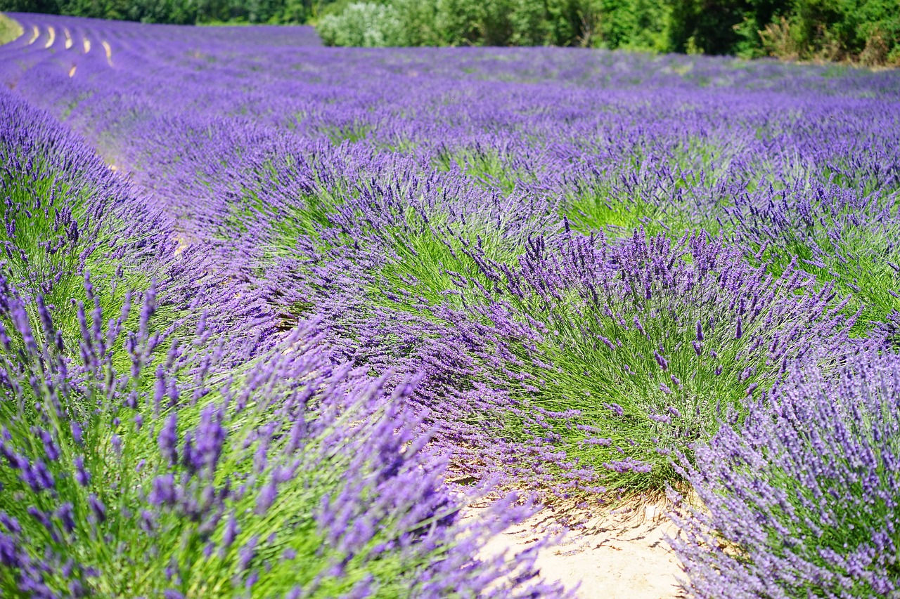 lavender cultivation lavender lavender field free photo