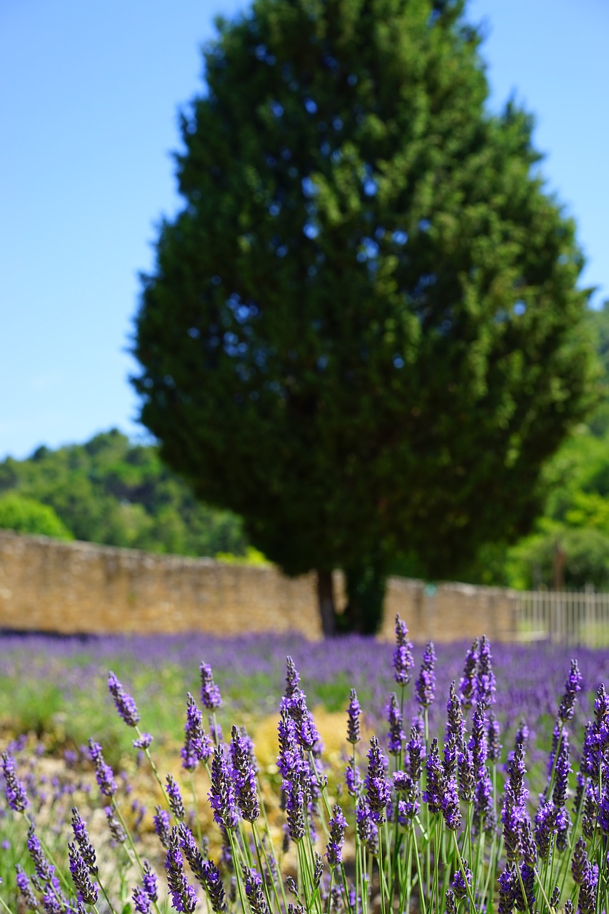 lavender cultivation field management free photo